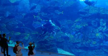 Dubai Aquarium & Underwater Zoo
