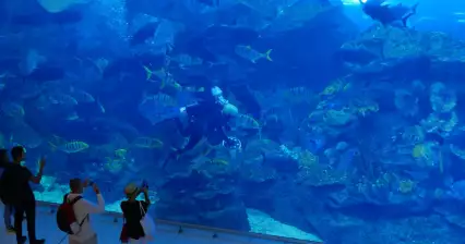 Acquario di Dubai e zoo sottomarino