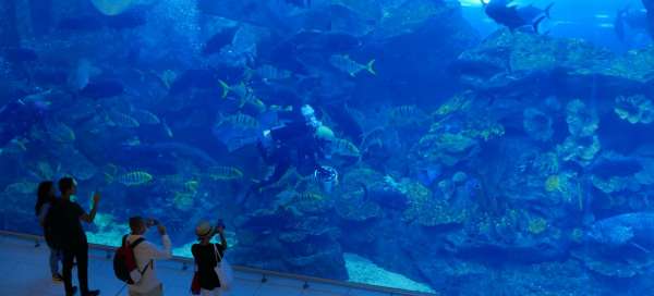 Acquario di Dubai e zoo sottomarino
