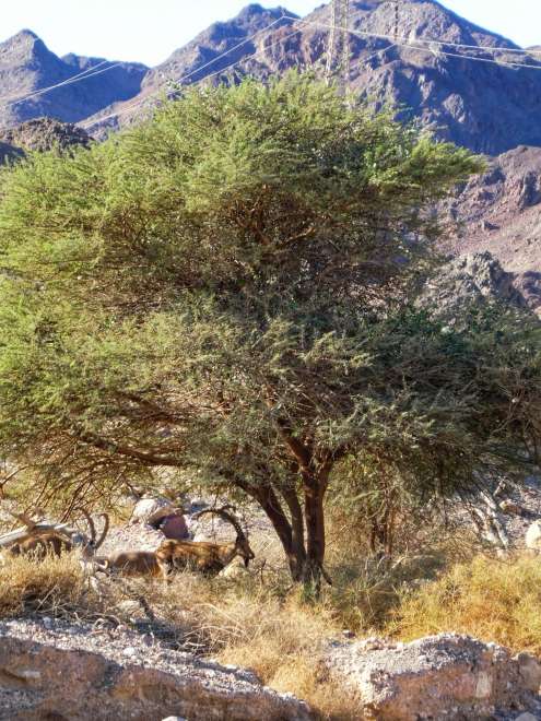 Steenbok in de Negev-woestijn