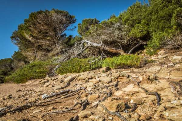 Coastal vegetation