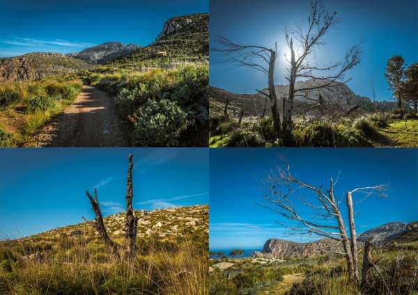 Abandoned trees