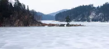 貧乏人の松