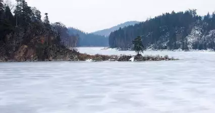 Sosna Chudobín