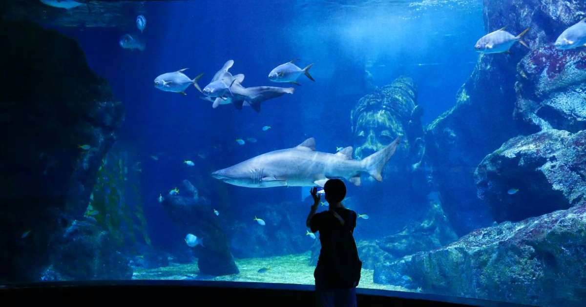Sea Life Bangkok Ocean World - Najpiękniejsze akwarium w Tajlandii |  Gigaplaces.com