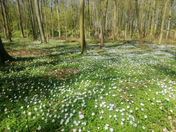 Eichen-Hainbuchen-Wald