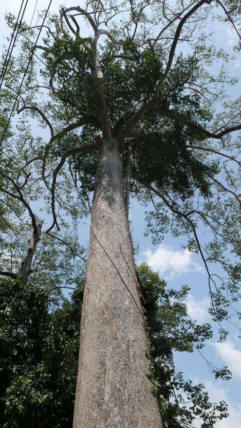 Bellissimi alberi