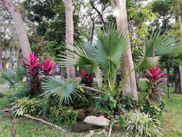 Tropical vegetation