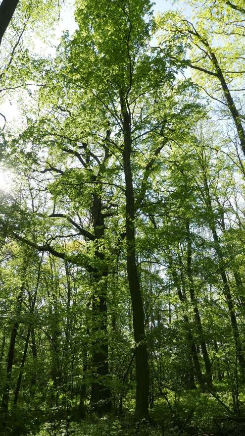 Výstup dubovým lesem na Káčov