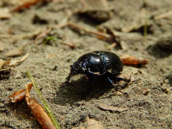 Escarabajo del bosque