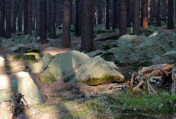 Un bosque lleno de piedras
