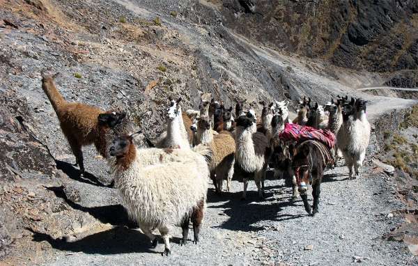 Herd of llamas