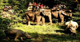 Parque Nacional de Chitwan: cosas que hacer