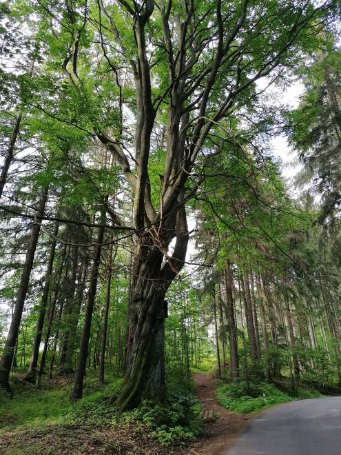 Ascent through the forest to Kozinec