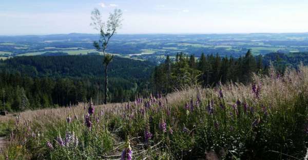 Widok przez polanę na Karkonosze