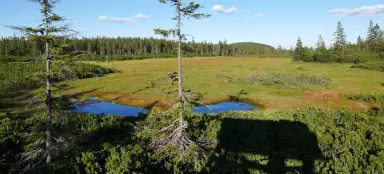 Una passeggiata nella torbiera montenegrina