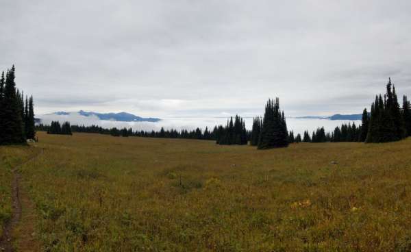 Meadows, fog and rain