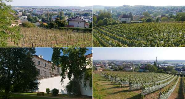 Weinberge unter dem Park