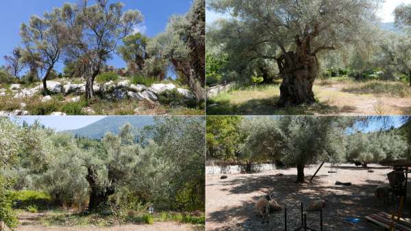 Stare drzewa oliwne