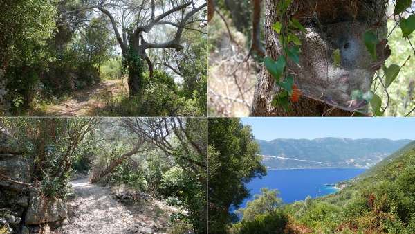 Binnenvegetation von Lefkada