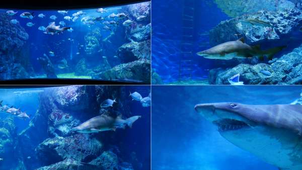 The largest aquarium with sharks