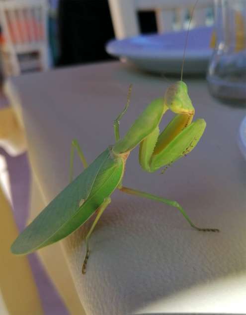 Praying mantis visiting