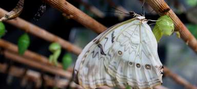 Motýlí dom Lipno