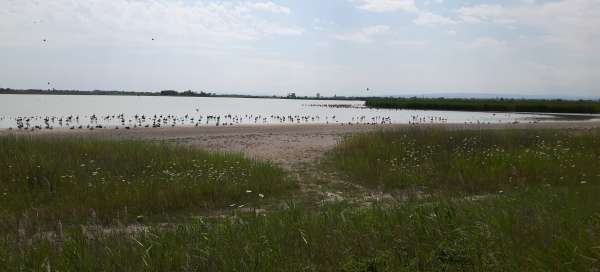 Neziderské jazero