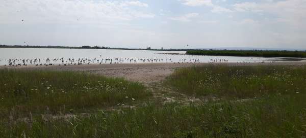 Lago Neusiedl: Clima y temporada