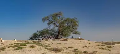 Árvore da Vida