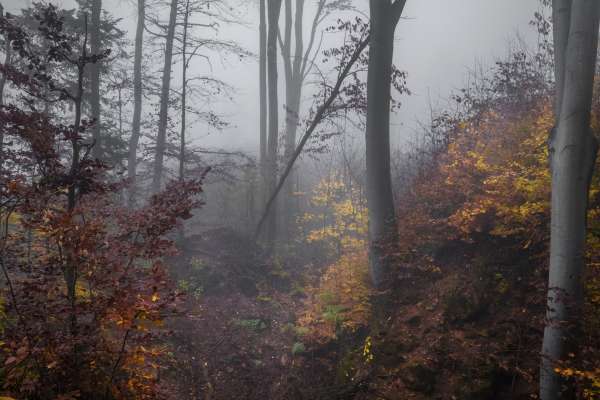 Aan de rand van het bos