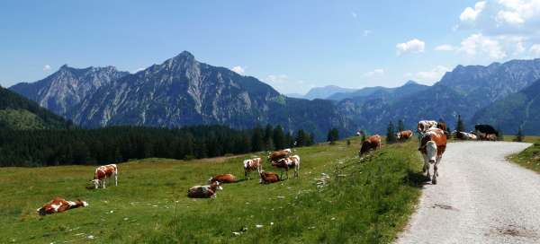 Spaziergang durch die Wiesen der Postalm: Wetter und Jahreszeit