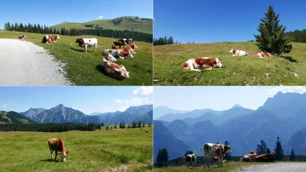 Kühe auf der Postalm