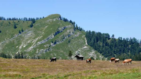 Vista de Wieslerhorn (1603 m)