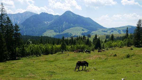 Krajobraz w pobliżu Thoralm