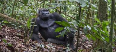 Observação de gorilas de planície selvagens