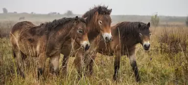 Rezerwat przyrody Milovice