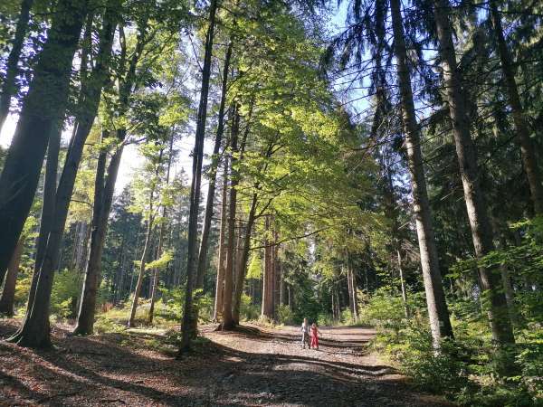 Weg naar Skalka pod Kumburkem