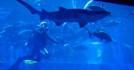 Visita el acuario del centro comercial de Dubái