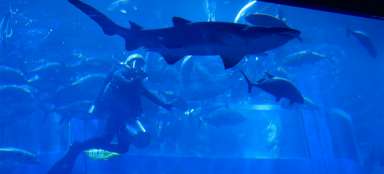 Visitez l'aquarium du centre commercial de Dubaï