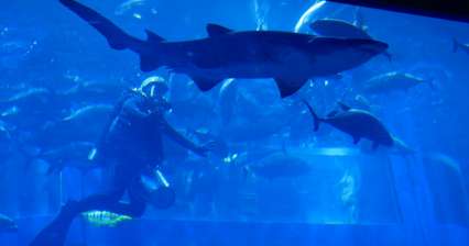 Посетите аквариум в торговом центре Дубая