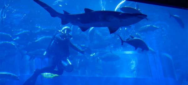 Visit Dubai mall aquarium: Accommodations