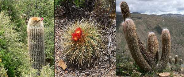 Boliviaanse cactussen