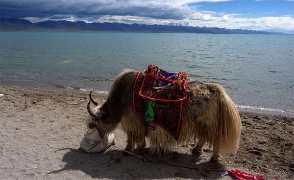 Ride on yak
