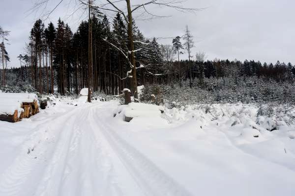 Wir fahren weiter im Wald