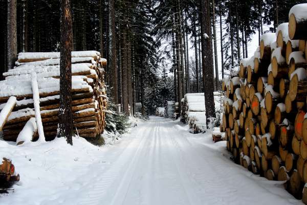 Borkenkäfer