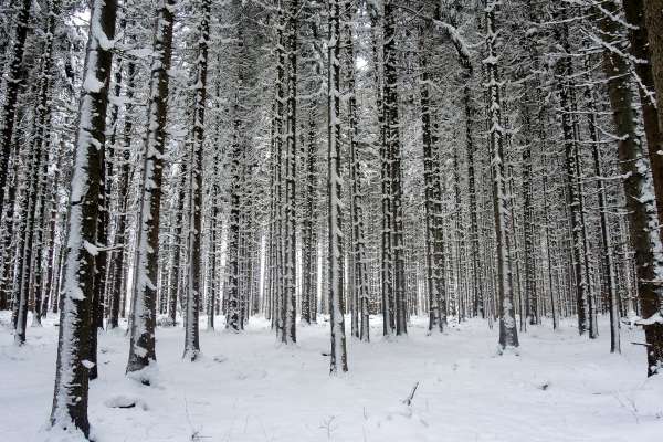 The beauty of the forest