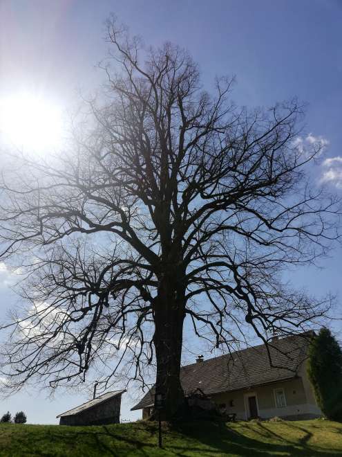 Beschermde lindeboom in de Cirkel