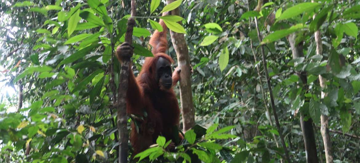 Lidwoord Sumatra