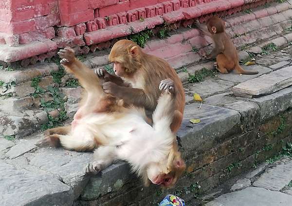 Macaques